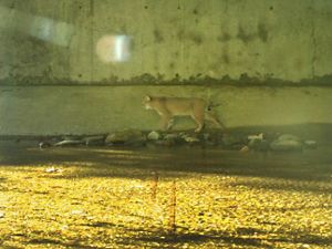 A bobcat passes through a tunnel under I-90 in MA.