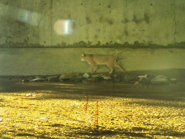 A bobcat passes through a culvert under Interstate 90 in Massachusetts.