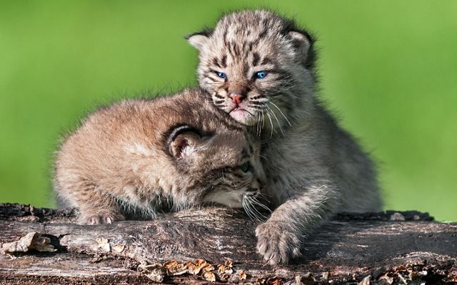 Two bobcat kittens are resting on a log.
