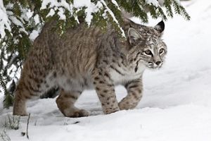 Big bobcat with black markings stalks through the snow.