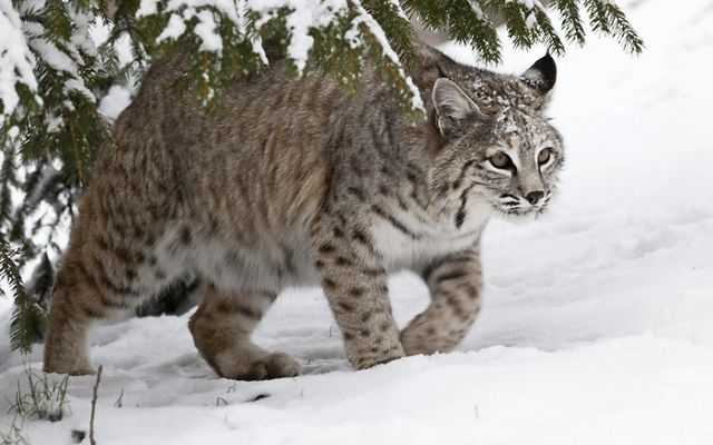 An adult bobcat is coming out from the snowy forest.