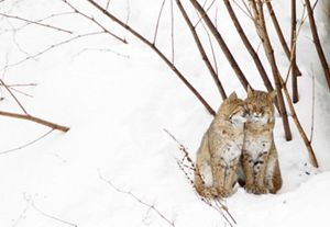 Dos gatos monteses se acarician en la nieve.