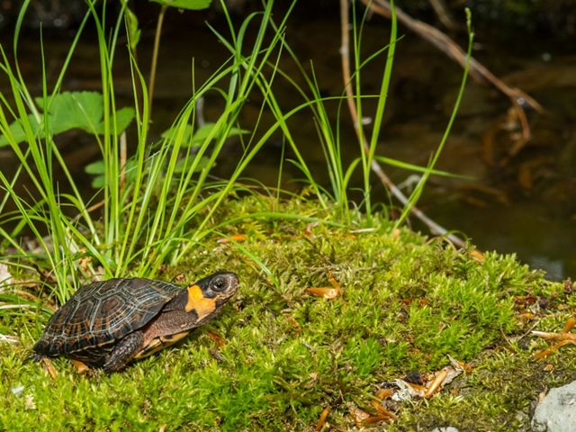 A small bog turtle is sitting on a mossy rock next to a pond. 