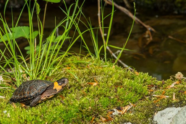 A bog turtle with an outstretched neck on vegetation, looking towards water.