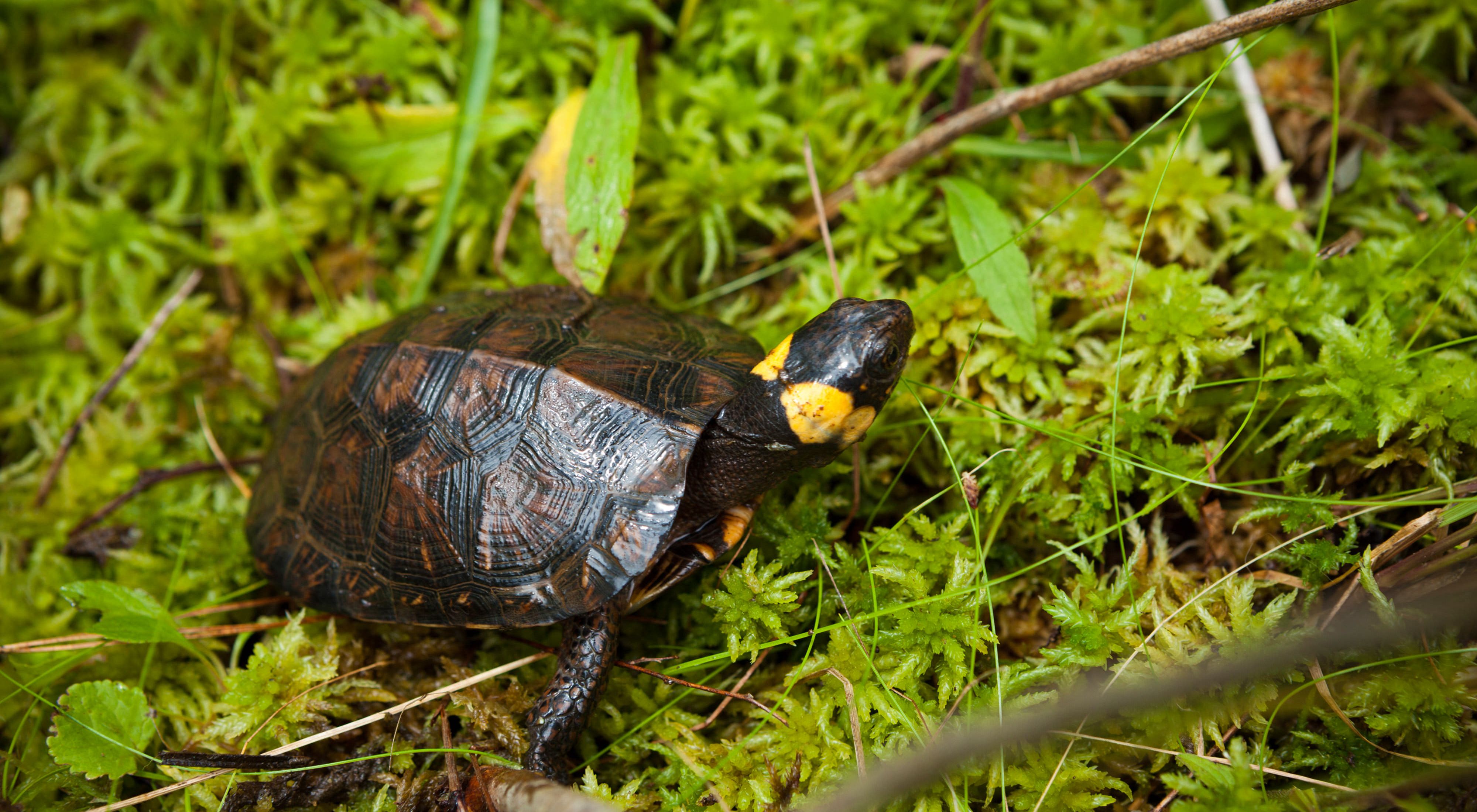 A small brown turtle with yellow spots on its head, sitting in wet moss.