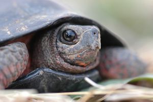 A close up of a bog turtle's head.