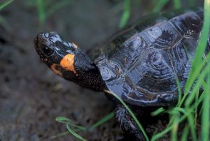 A small dark brown turtle is nestled amongst grasses and other bushes. 