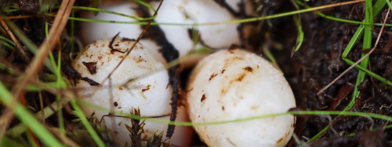 A small turtle hatches out of a white egg.