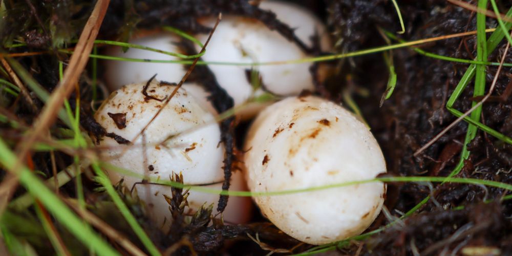 Three white eggs sit in mud.