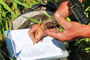 One hand holds a small turtle while the other writes down information on a clipboard.
