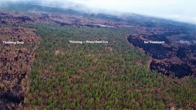 Aerial view of tree mortality after the Bootleg Fire. Thinning only resulted in many burned trees while no treatment resulted in scorched earth. Thinning and prescribed fire kept the trees alive.
