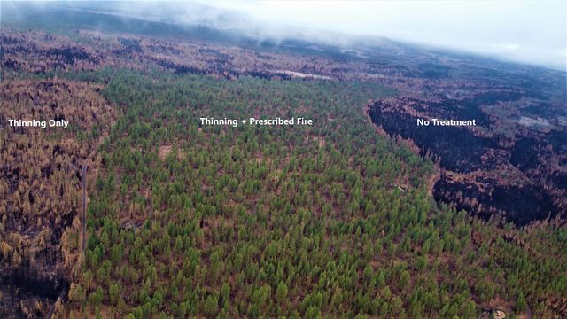 Aerial view of tree mortality after the Bootleg Fire. Thinning only resulted in many burned trees while no treatment resulted in scorched earth. Thinning and prescribed fire kept the trees alive.