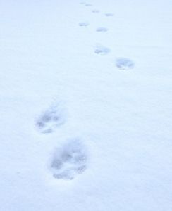 Bobcat footprints in snow.