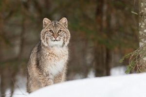 Bobcat staring at the camera in a snowy scene in Vermont.