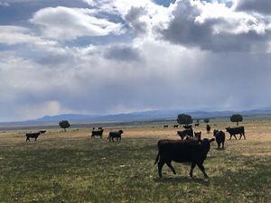 Cattle graze in a wide open landscape.