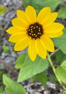 A bright yellow beach sunflower grows at Blowing Rocks Preserve. 