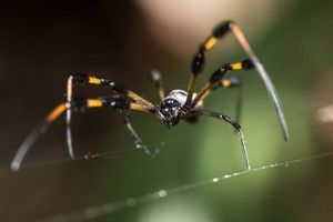 A golden silk spider sits on a web at Blowing Rocks Preserve. 