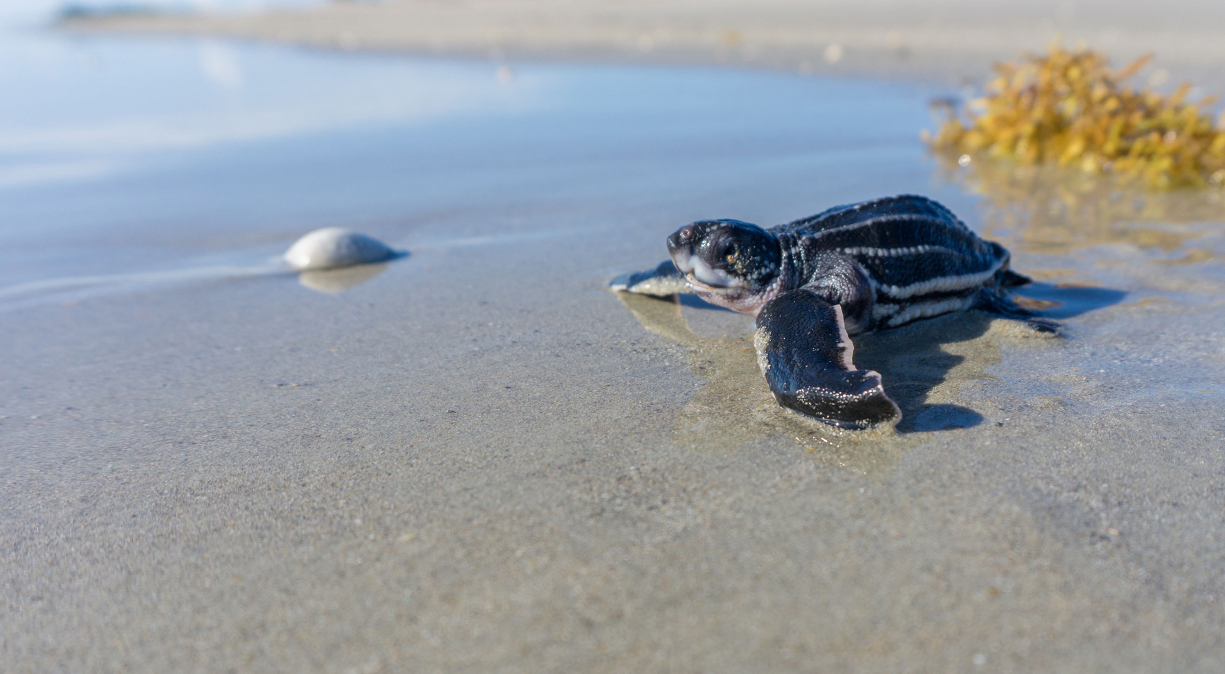 A hatchling leatherback turtle moves across wet sand.