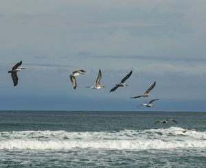 Brown pelicans fly in formation above the sea at Blowing Rocks Preserve. 
