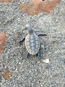 A small gray turtle hatchling on beige sand, on its way to the ocean. 