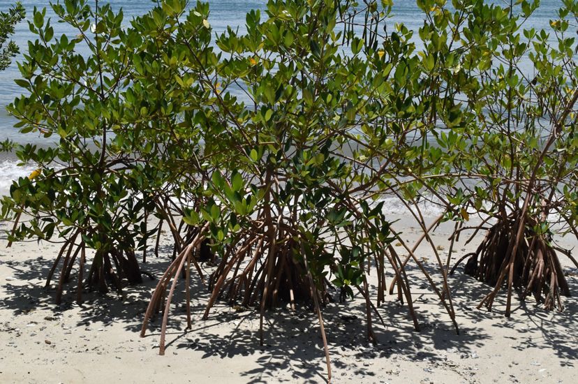 A growing mangrove forest at a Florida nature preserve, showing the mangrove roots spreading out into the sand.