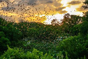 Thousands of bats fly across the evening sky.