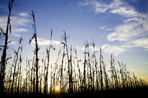 Plantación de soya en Pará, Brasil.