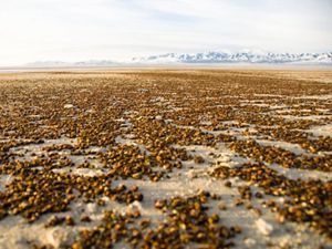 Clusters of brown shrimp cysts are scattered across white sands, with snow-covered mountains in the far distance. 