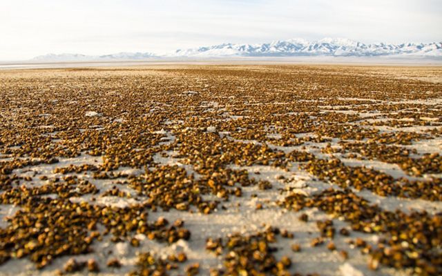 Clusters of brown shrimp cysts are scattered across white sands, with snow-covered mountains in the far distance. 