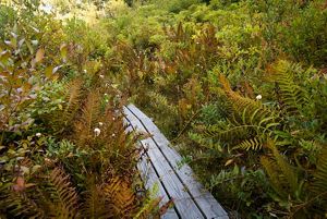 A wooden boardwalk extends into fern-covered landscape.