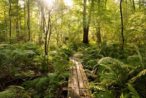 Boardwalk trail extends into lush forest at Brown's Lake Bog Preserve.