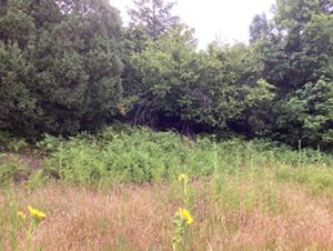 Tall trees ring a cluster of lacy ferns.