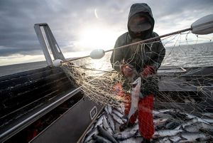 Bristol Bay salmon fishing