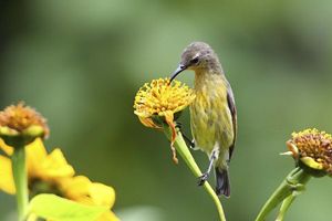 A yellow-colored bird sips nectar from a flower.