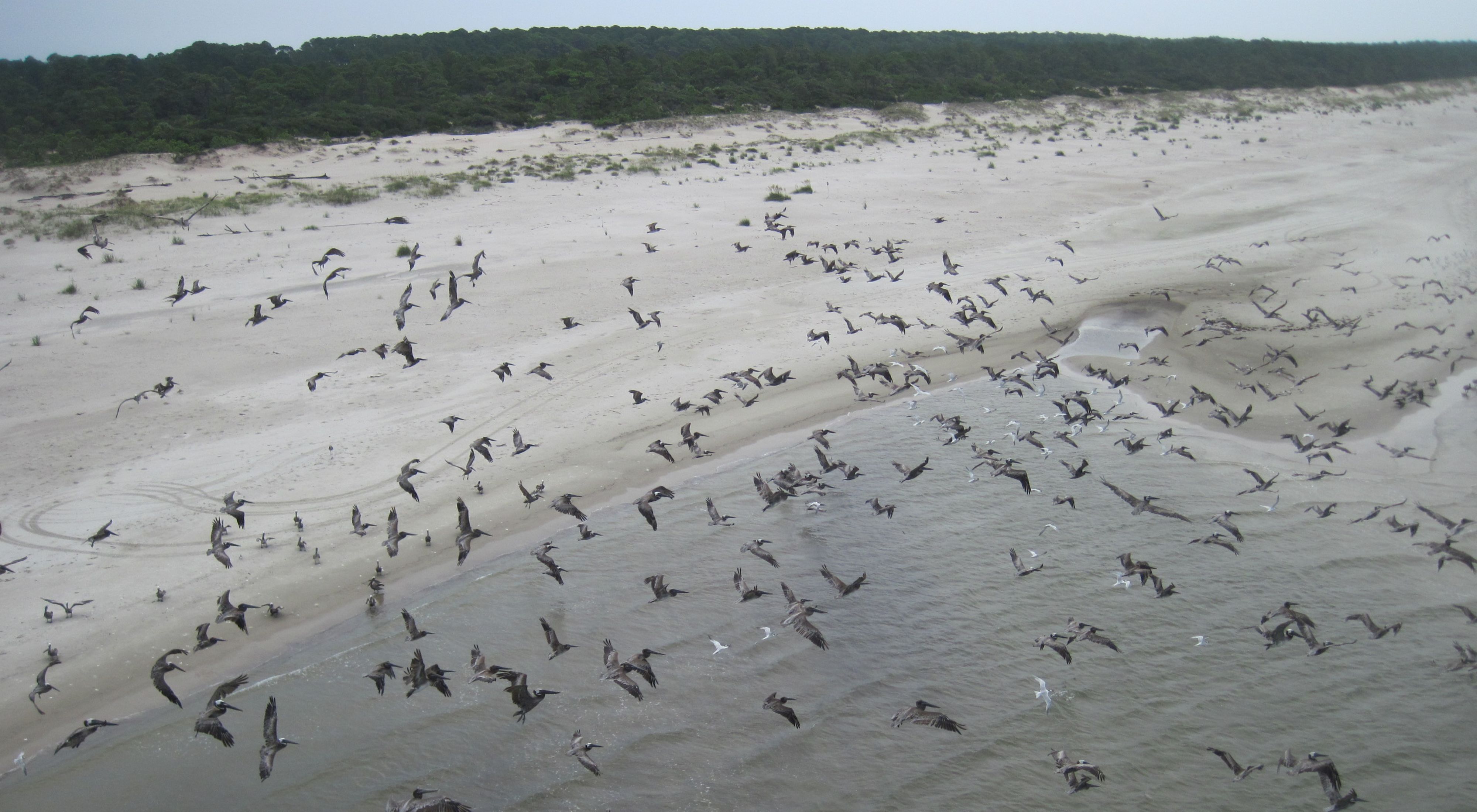 An undeveloped beach with hundreds of pelicans flying over. Trees in the background.