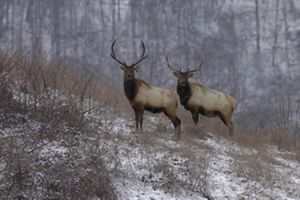Two large bull elk standing in a clearing.