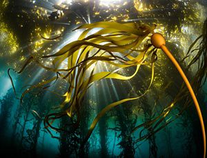 Bull kelp under a giant kelp canopy at Ribera Beach, Carmel, CA.
