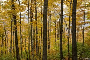Photo of yellow fall foliage along Burnt Mountain in northern Vermont.