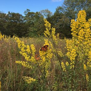 Butterflies in a field of yellow flowers.