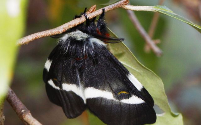 A large, black, fuzzy moth with a white strip across its wings hangs from the stem of a leaf.