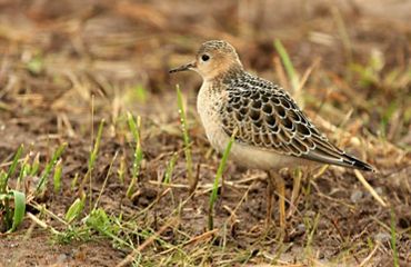 A small tan and brown bird stands on the ground surrounded by green shoots of new grass.