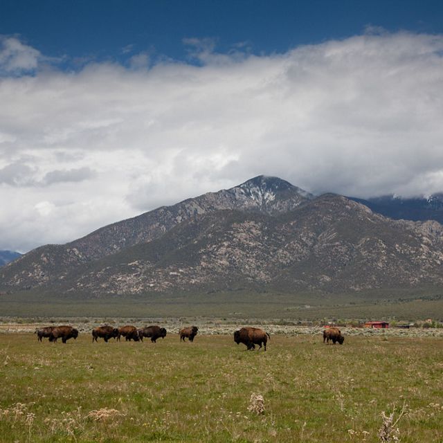 Bison roaming in New Mexico.