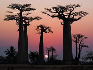 Por do Sol na Avenida dos Baobás, perto de Morondava, em Madagascar.
