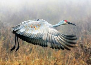 A Sandhill cranes in flight.