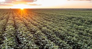  Vista de drone de plantação de soja no Cerrado