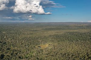 Investir em SAFs é investir em um Cerrado produtivo, resiliente e sustentável. 