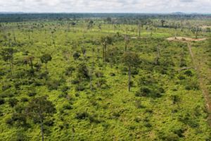 A ferramenta já está orientando o diálogo entre investidores e empresas ao longo da cadeia intermediária da agricultura e de setores adjacentes.