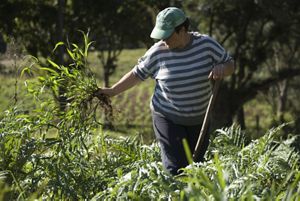 A woman weeds a field on a small rural farm that is part of a cooperative of local farmers who grow medicinal herbs and other organic products in and around the small community of Turvo, central Parana state, Brazil. This cooperative is a TNC partner.  
