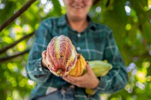 Mulher estendendo a mão segurando um cacau de agrofloresta.