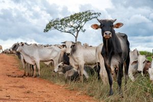 É fundamental inovar para além das políticas públicas tradicionais, desenvolvendo mecanismos financeiros e implementando-os de forma adaptada à realidade local. 